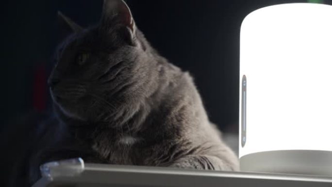 在黑暗的房间特写镜头中，台灯照亮了梳妆台上灰猫的脸。