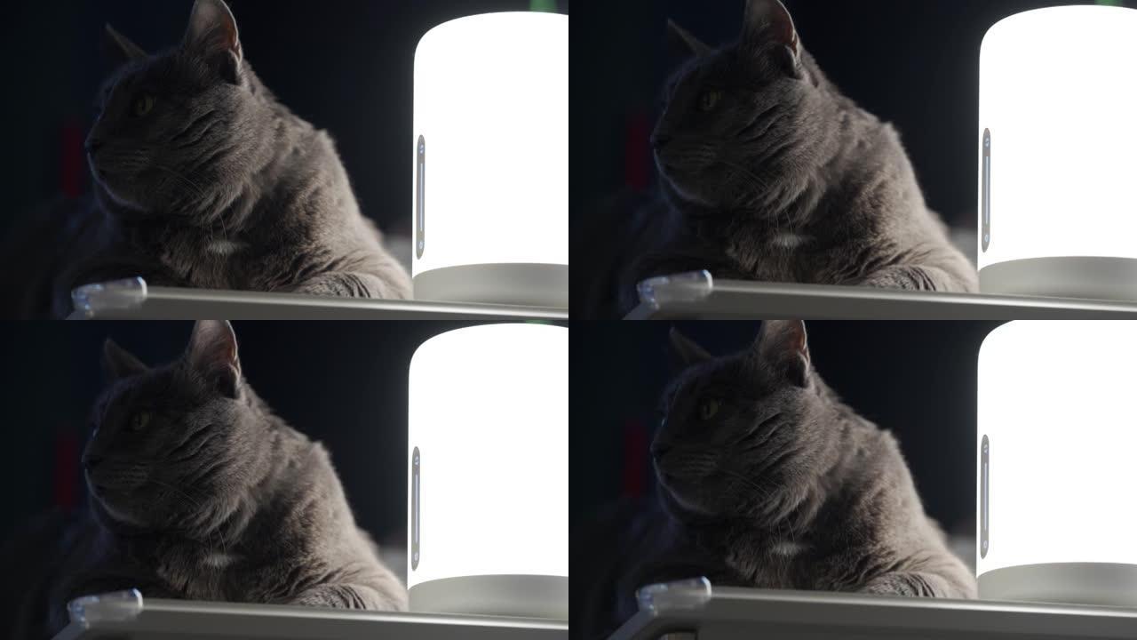 在黑暗的房间特写镜头中，台灯照亮了梳妆台上灰猫的脸。