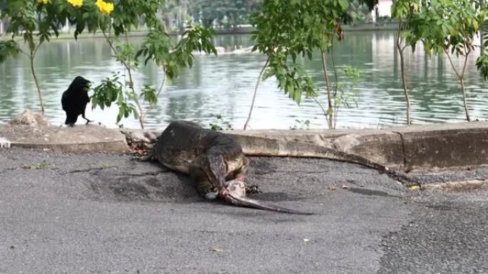 水监控蜥蜴在泰国曼谷隆比尼公园吃鱼