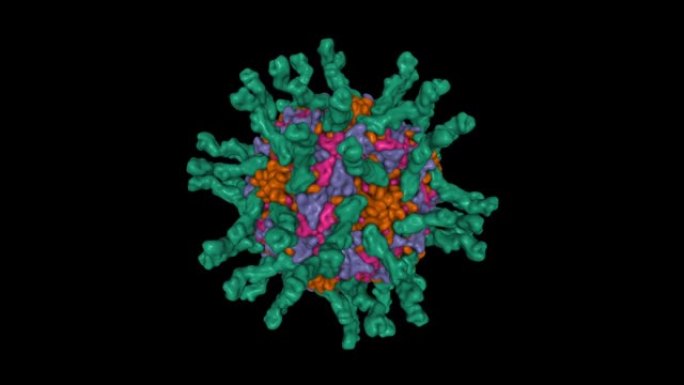与三个结构域CD155 (绿色) 复合的人脊髓灰质炎病毒 (血清型1) 的冷冻电磁结构