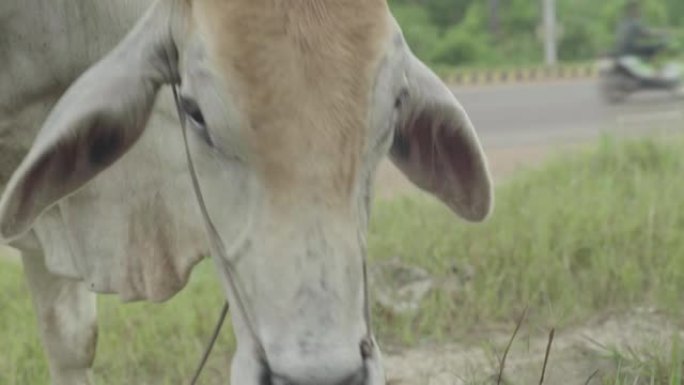 柬埔寨，亚洲: 西哈努克街上的奶牛