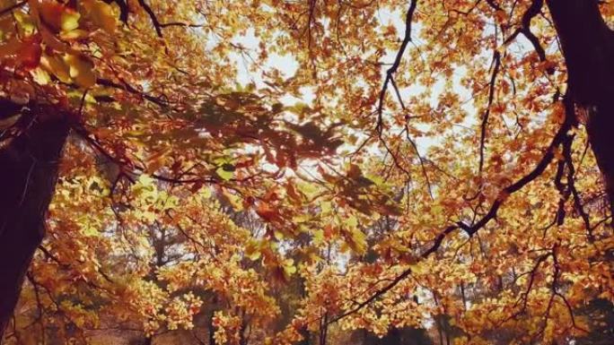 树上的黄叶正在抬头，近看，秋天正如火如烧，树干黑了，天气晴朗，天空蓝了