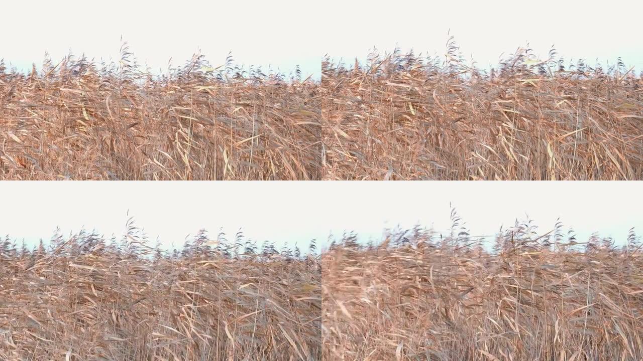 风中的潘帕斯草。干米色芦苇。软聚焦。美丽的秋天潘帕斯草花摇曳。抽象自然视频。风中的潘帕斯草。干米色芦