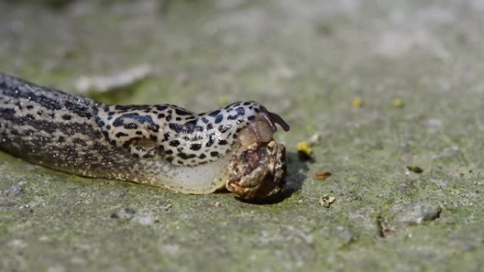 鼻涕虫吃樱桃干。radula或刨丝器的结构清晰可见。Limax maximus，豹蛞蝓，大灰蛞蝓，龙