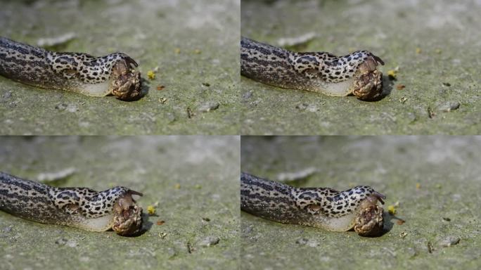 鼻涕虫吃樱桃干。radula或刨丝器的结构清晰可见。Limax maximus，豹蛞蝓，大灰蛞蝓，龙