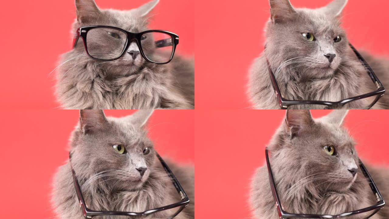 学生猫掉眼镜