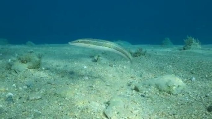 雪茄濑鱼在蓝色水底的沙底上方游泳。雪茄濑鱼 (Cheilio inermis)，特写，4k-60fp