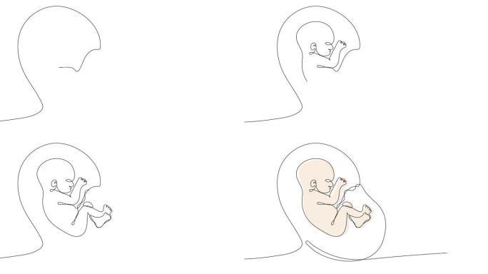 婴儿在子宫中的动画连续线描