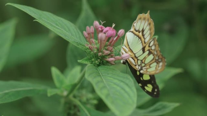 孔雀石蝴蝶在飞向空中之前从花朵中觅食的惊人特写