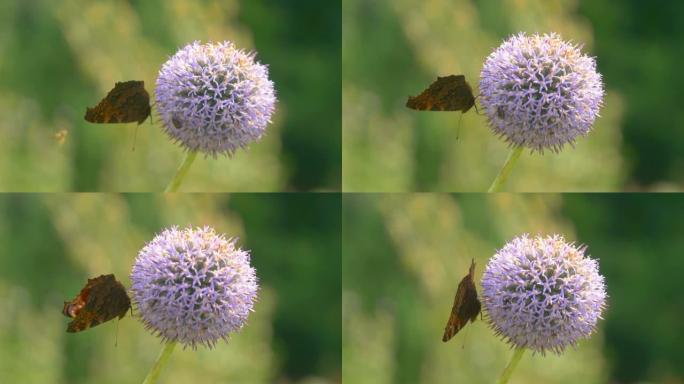 蝴蝶以4k慢动作60fps站在花上
