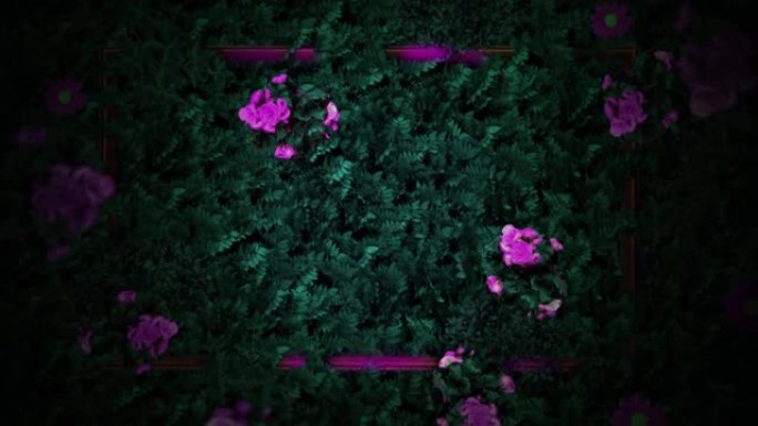 绿叶中的粉红色花朵的动画，带有剪影的蝴蝶和粉红色的灯光