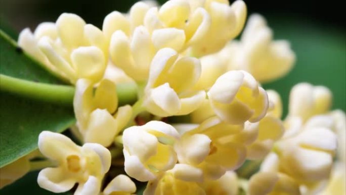 盛开的桂花的延时镜头，从花蕾到盛开，微小的黄色花朵带有甜美的香气，4k视频放大效果特写视图。