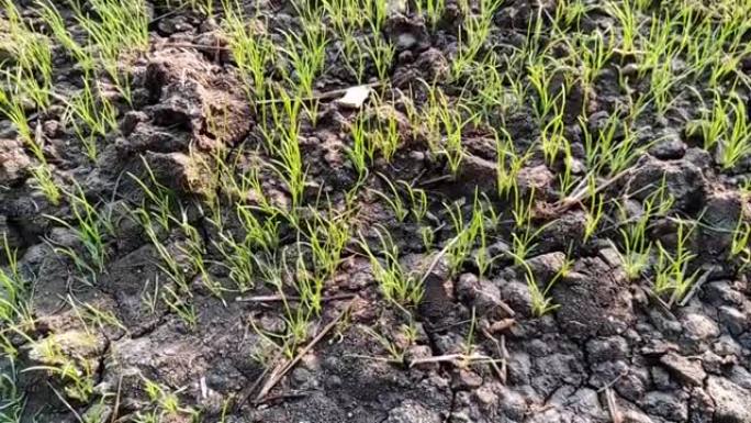 印度乡村农场绿色农业孜然植物生长在土壤中的美丽景色视频镜头