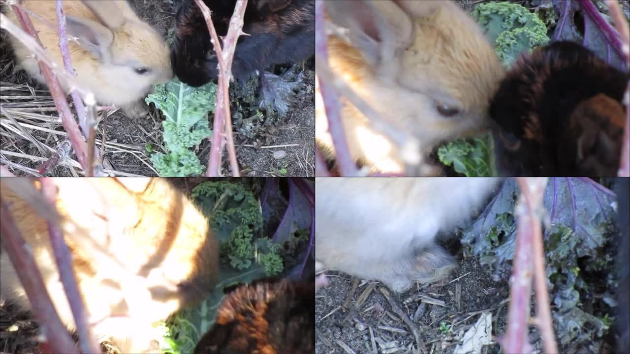 明亮的棕色小兔子以蔬菜为食