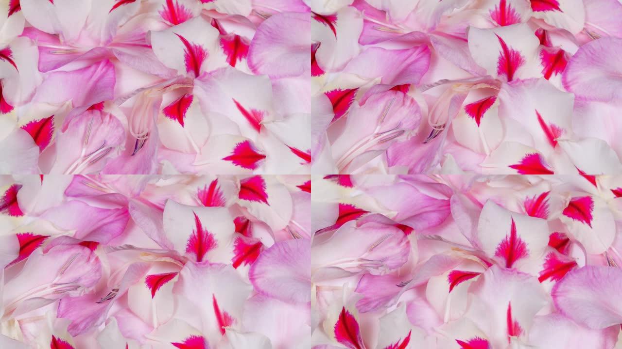 白色粉红色剑兰背景的花瓣。顶视图