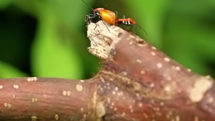 两种昆虫有黄色的翅膀，黑色的身体有白色的条纹，在交配时进食