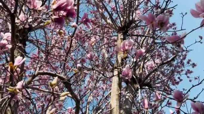 木兰树和春天的花朵