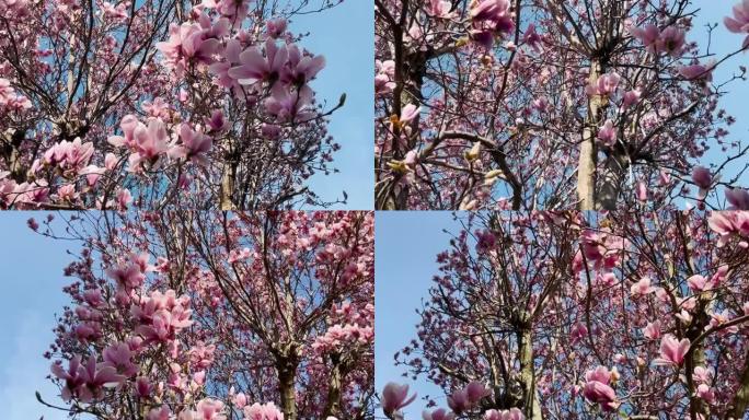 木兰树和春天的花朵