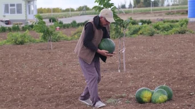 一个经验丰富的农民在农田里，手里拿着成熟的西瓜，正在收获