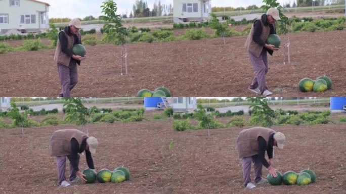 一个经验丰富的农民在农田里，手里拿着成熟的西瓜，正在收获