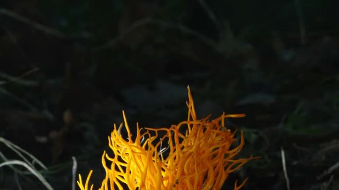 爱沙尼亚的冬虫夏草真菌上的微小跳尾虫