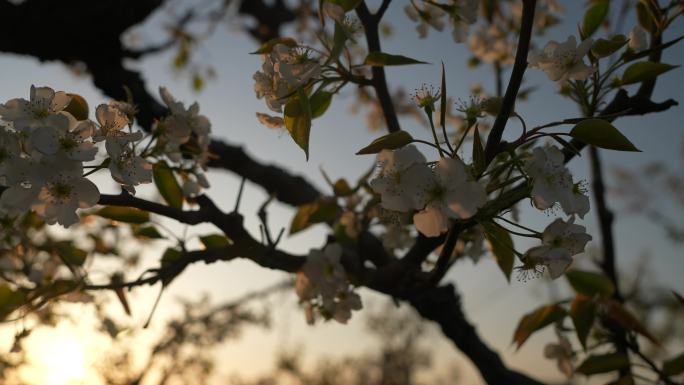 早晨的梨花夕阳的梨花