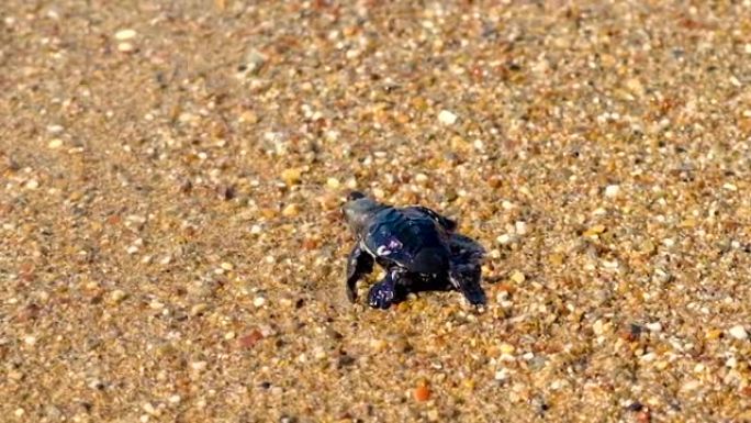 海龟在海滩上孵化。选择性聚焦。自然。