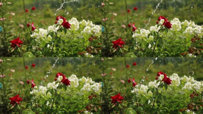 水滴落下: 浇灌美丽盛开的花朵的过程-公园，花园的红玫瑰。园艺、盛开、自然、花卉和装饰概念。花园软管