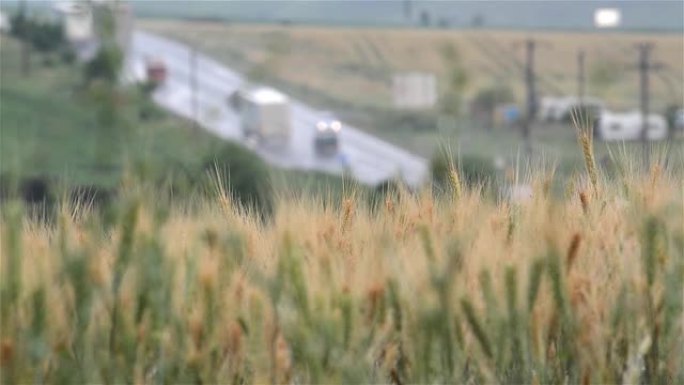 在早晨的冷雨浇灌的玉米地上看到汽车交通6