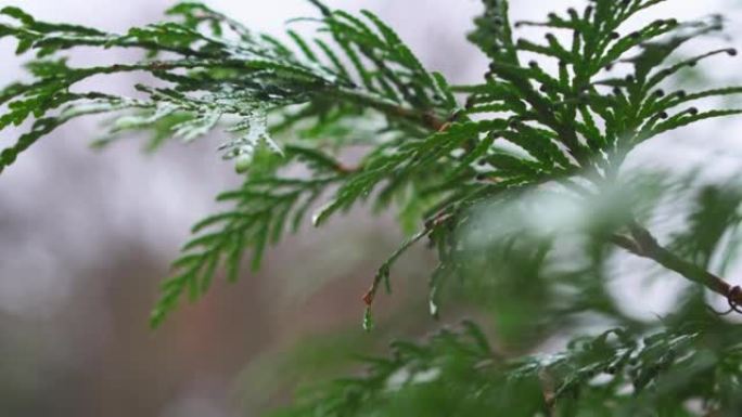 雨落在崖柏的叶子上。雨滴在雨季击中了崖柏的叶子。崖柏是一种常绿针叶植物特写。