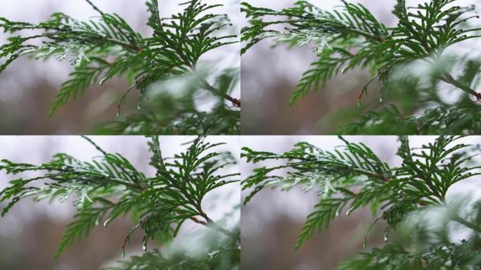 雨落在崖柏的叶子上。雨滴在雨季击中了崖柏的叶子。崖柏是一种常绿针叶植物特写。