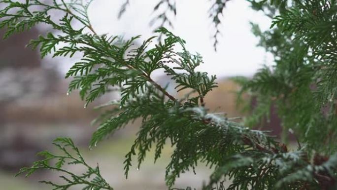 雨落在崖柏的叶子上。雨滴在雨季击中了崖柏的叶子。崖柏是一种常绿针叶植物特写。