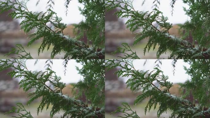 雨落在崖柏的叶子上。雨滴在雨季击中了崖柏的叶子。崖柏是一种常绿针叶植物特写。