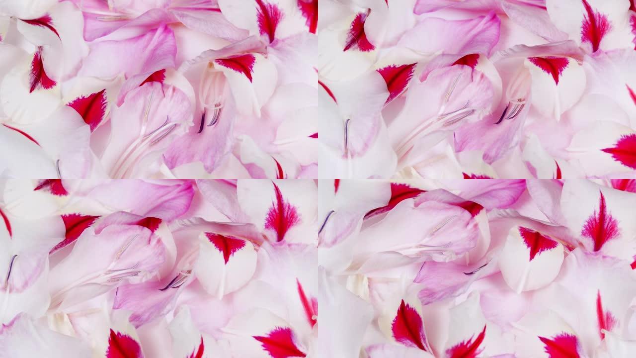 白色粉红色剑兰背景的花瓣。宏观视图