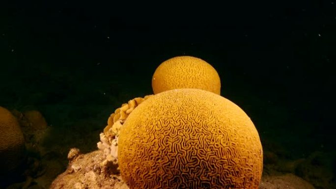 库拉索岛周围加勒比海珊瑚礁绿松石水中带槽脑珊瑚的海景