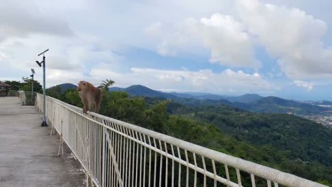 猴子在栅栏上爬