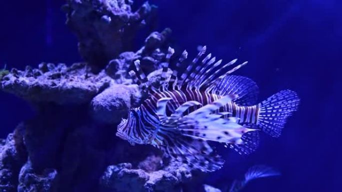 在水族馆的珊瑚礁上照亮热带鱼类。珊瑚礁的水下生活。有稀有热带鱼的水族馆。