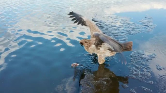 帕拉斯的鱼鹰，Haliaeetus leucuoryphus，夏天在欧洲，白俄罗斯的池塘上起飞
