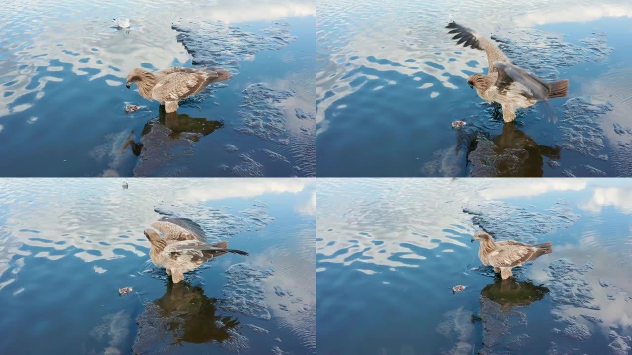 帕拉斯的鱼鹰，Haliaeetus leucuoryphus，夏天在欧洲，白俄罗斯的池塘上起飞