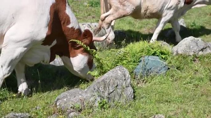 在山上的草地上，一群花斑型母牛
