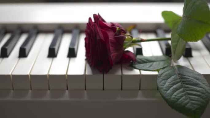 钢琴键盘上的玫瑰花
