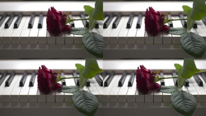钢琴键盘上的玫瑰花