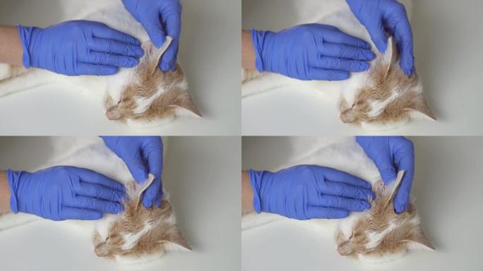 兽医检查了小猫的耳朵。耳朵寄生虫，中耳炎，动物和猫的疾病。