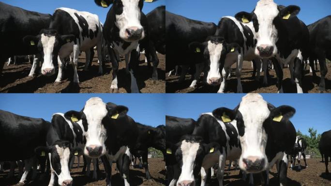 在slo-mo的一个大农场区域，好奇的黑白母牛接近相机