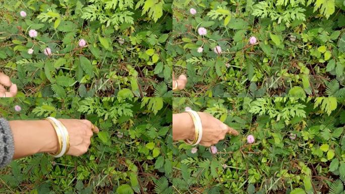 在印度卡纳塔克邦的野生森林中，一种 “触摸我不” 植物的精彩视频在用手指触摸时会关闭其叶子。
