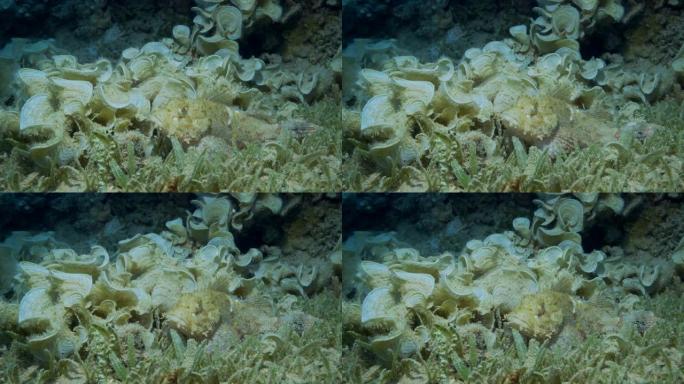 隐藏在海草和藻类之间的鲉鱼。流苏杜父鱼，小鳞鱼 (Scorpaenopsis oxycephala)