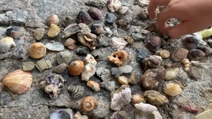 在海滩上收集的贝壳的特写-男孩展示