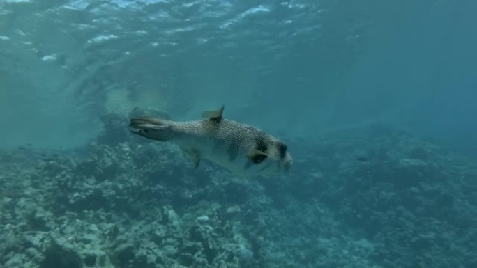 黑斑河豚。河豚在蓝色的水面下游泳。