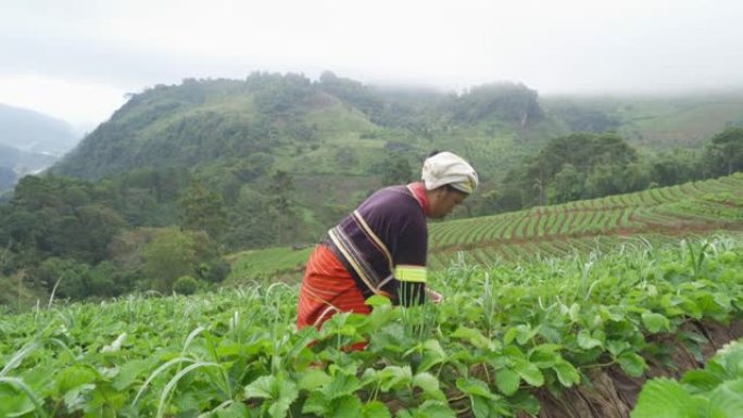 卡伦部落妇女与绿色新鲜茶或草莓农场，农业植物田在亚洲。农村地区。农场图案纹理。自然景观背景。泰国清迈