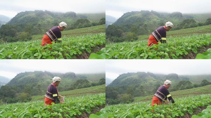 卡伦部落妇女与绿色新鲜茶或草莓农场，农业植物田在亚洲。农村地区。农场图案纹理。自然景观背景。泰国清迈